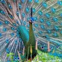 Green Peafowl